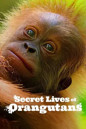 secret lives of orangutans 2024 , zeefliz